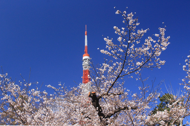 Tokyo Blossom
