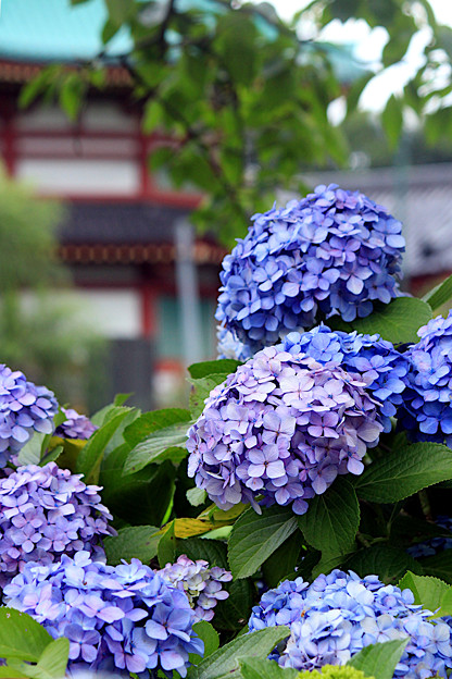 弁天ブルー紫陽花