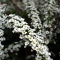 Photos: White Spring
