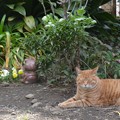 Photos: 墓を守る猫
