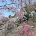 Photos: 高尾の桜