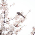 Photos: 2013/3/23 上野公園の桜　その3