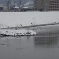 Photos: 阿武隈川の水鳥