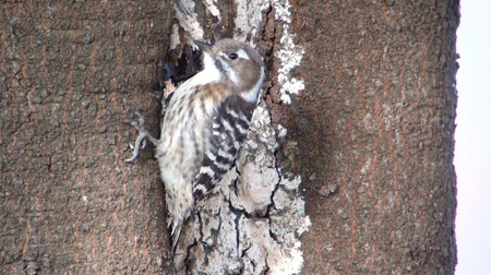 コゲラ Japanese Pygmy Woodpecker