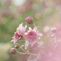 Photos: 小菊の想い･･･♪