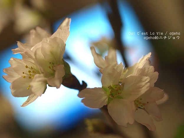 恒例の啓翁桜。（2014元旦）