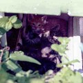 Photos: 2004年５月に野良猫が庭に産み落として育児放棄されたボクチンたち