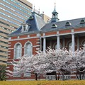 霞ヶ関桜の季節