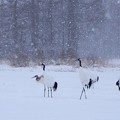 雪中の丹頂鶴