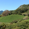 Photos: 武雄の茶畑
