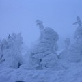 吹雪の中の樹氷群