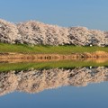 Photos: 白石川堤の桜