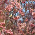 Photos: 桜は野鳥の楽園