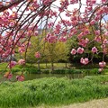 Photos: 八重桜咲く天沼公園