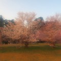 夢　桜