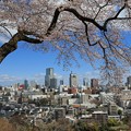 仙台桜の季節