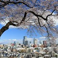巨木の美桜咲く仙台