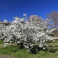 白妙の桜