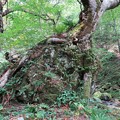 Photos: 岩を包む巨木