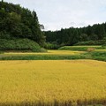 Photos: 山里の棚田も黄金色