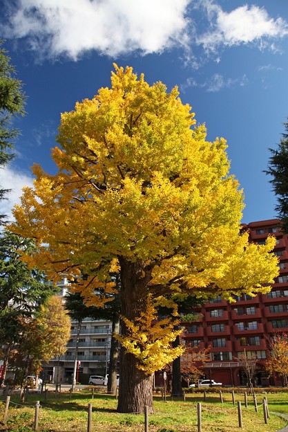 Photos: 銀杏の巨木