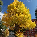 Photos: 銀杏の巨木