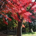 Photos: 紅葉樹