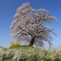 一本桜の巨木
