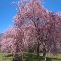 Photos: 枝垂れ桜の美しさ