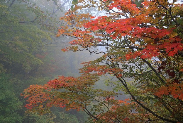 Photos: 濃霧の中の紅葉