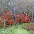 Photos: 登山道の紅葉