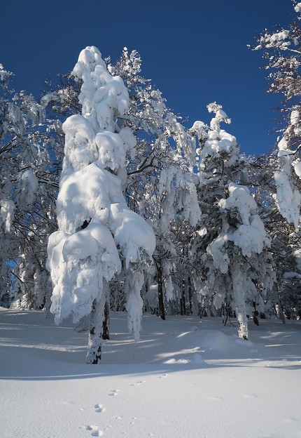 Photos: 小動物歩く雪の森
