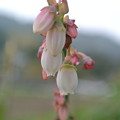 Photos: ブルーベリーの開花