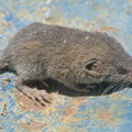 Photos: ビニールハウスで捕まえたネズミ