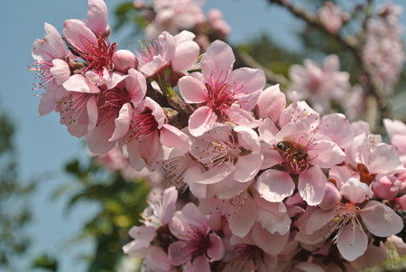 庭の桃の花
