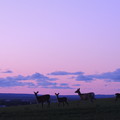 夕景と鹿