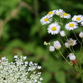 Daisy Fleabane and Queen Anne&#039;s Lace 7-14-12