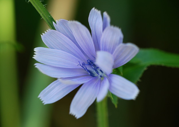 Blue Chicory 7-22-12