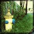 Fire Hydrant and Morning Glory 9-1-12