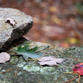 Fallen Leaves 10-9-12