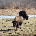Photos: Buffaloes 2-2-12