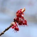 Photos: Female Red Maple Flowers 4-27-13