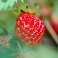 Photos: Wild Strawberry 7-6-13