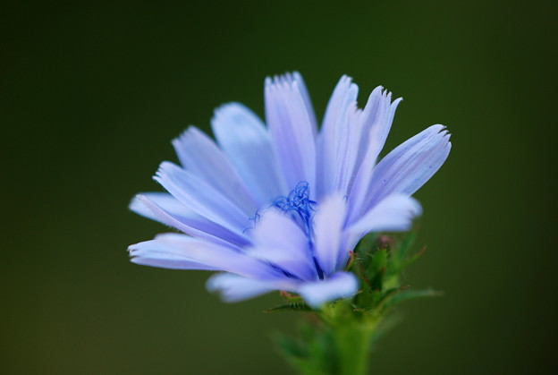Blue Chicory 7-14-13