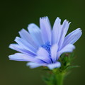 Photos: Blue Chicory 7-14-13