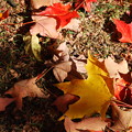 Fallen Leaves 10-19-13