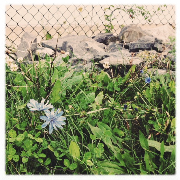 The Last Chicory and the Fence 10-19-13