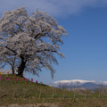 Photos: 桜の大樹と蔵王連峰