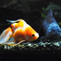 Photos: ナンパする金魚