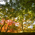 Photos: 秋の森